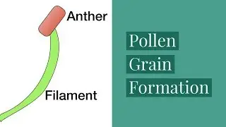 Pollen Grain Formation-Sexual Reproduction In Plants-Video 2-Leaving Cert Bio Plant Reproduction