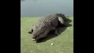 Top 5 Crocodile