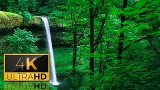 Relaxing Nature Sounds | Rainforest, Jungle Sounds, Relaxation, Birds Chirping, Deep Sleep Sounds