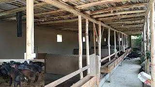 Янгича курилган куйхона Тогдан келкан зоти яхши куйлар сотилади