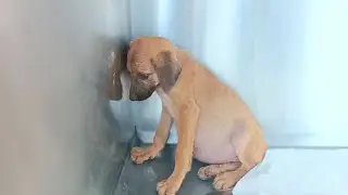 Head against the wall, the scared puppy couldn't forget what his owner had done