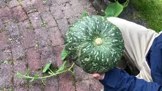 Manully pollinate pumpkin (给南瓜人工授粉）