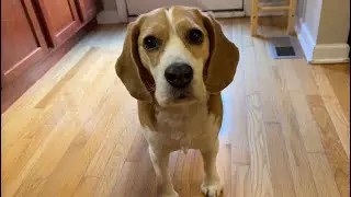 Booping Oliver's snoot