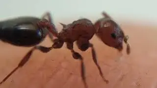 Monster Red Ant 100x Zoom 😰