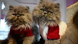 Merry Christmas from the Persian Kitten Gang at Victorian Gardens Cattery