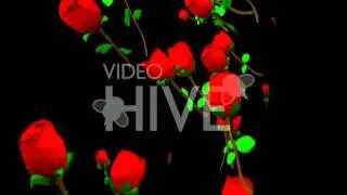 Roses Raining Down Loop with transparency full hd