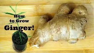 How to Grow Ginger! Plus link to Ginger Harvest Video at the End!