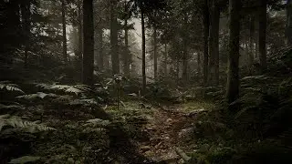 Cinematic video - Cedrus Forest