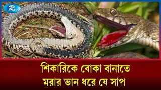 অভিনয় দেখে গবেষকরা অবাক হয়ে গেছেন! | Snake | Rtv News