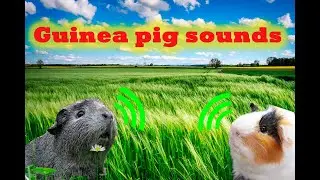 Your guinea pigs will go crazy heard this sound