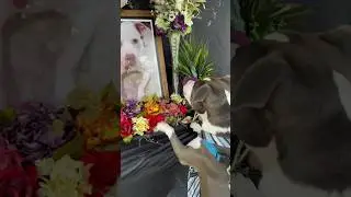 Dog mourns the loss of his best friend at memorial service 🥹❤️