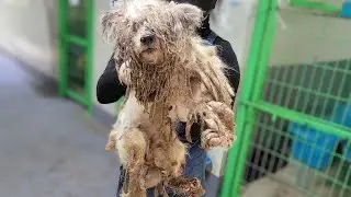 Locked up with 3 puppies, the one-eyed dog didn't think she would ever be free