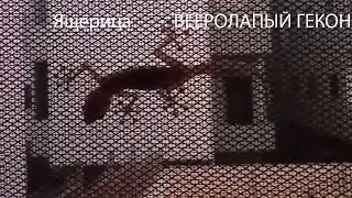 Ящерица ВЕЕРОЛАПЫЙ ГЕКОН