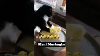 Aqilli mushuk🤣 kulguli video