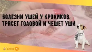 Болезни ушей у кроликов: трясет головой и чешет уши