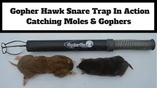 Gopher Hawk Snare Trap In Action. How To Trap Moles, & Gophers