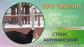 Страус африканський