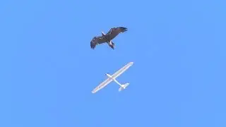 Eagle attacks RC glider