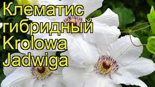 Клематис гибридный Королева Ядвига. Краткий обзор, описание характеристик clematis Krolowa Jadwiga