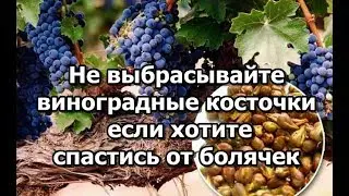 Эликсир молодости.  Не выбрасывайте виноградные косточки если хотите спастись от болячек