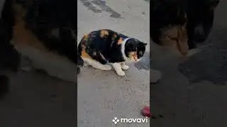 Дворовая банда котиков.