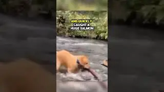 This Golden Retriever Decided to Catch a Salmon❤️
