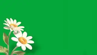 White flowers green screen video download | Flower animation green screen