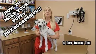 What to do if your Puppy is Agressive | Aggressive puppies