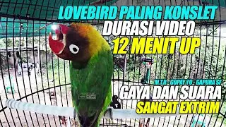 LOVEBIRD PALING KONSLET | DURASI 12 MENIT UP VIDEO | GAYA DAN SUARA PALING EXTRIM - M.T.R GAPURA SF