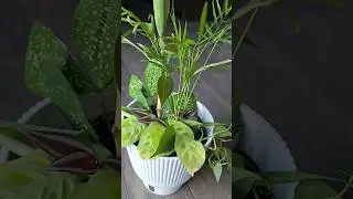 🪴 The plants are making babies again 🌱🌿 