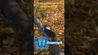 Якою комахою ти б хотів бути?🤗🦋#cats #тренды #funnycatsvideos #врекомендации #українатоп #cutecats