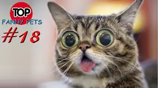 5 МИНУТ СМЕХА, ПРИКОЛЫ 2019, ТОП СМЕШНЫХ ВИДЕО С КОТАМИ/Смешные животные/TOP FUNNY PETS #18