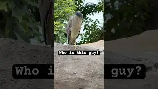 What kind of bird is that watching the adorable penguins at the Santa Barbara Zoo?