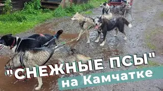 "Снежные псы" на Камчатке