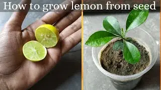 How to grow lemon plant from seed/ Easy and fast method of 2020/ Grow lemon with full update.