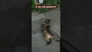 🙏👍 Можно ли воспитать кошку?