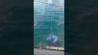 устрицы чёрного моря