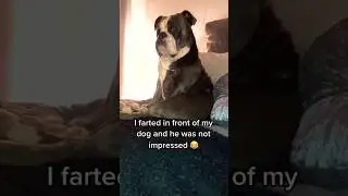 fart prank on my dog 🐶🐕🤣😂🤣🤣#shorts #funny #viralshort #trending