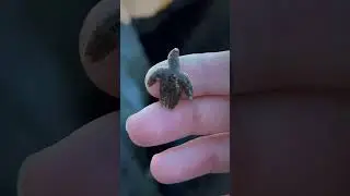 YOU Won’t Believe What THIS Starfish Does! 