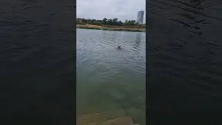 Schäferhund im Wasser