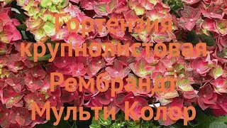 Гортензия крупнолистовая Рембрандт Мульти Колор 🌿 обзор: как сажать, саженцы гортензии