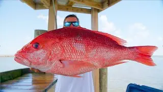 BIG Red Snapper Fillet! How to Clean!