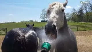 Water-loving horse hilarious drinks water from the hose