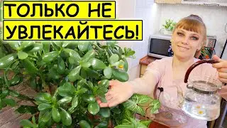 СУПЕР - ПОДКОРМКА для растений за КОПЕЙКИ !!!