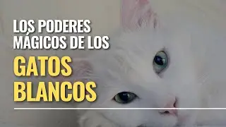 Los poderes mágicos de los gatos blancos