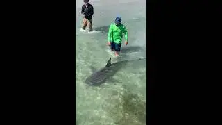 Walking my Pet Shark 
