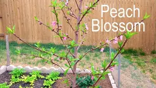 Watch Plants Grow: Peach Blossom Time Lapse