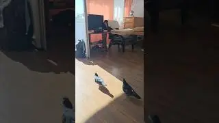 К чему бы это? Вот такие гости у меня с утра)