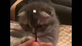 Ми ми ми. Шотландский вислоухий котенок