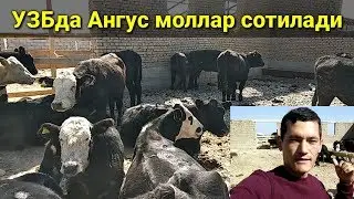 УЗБда Ангус зотли моллар сотила